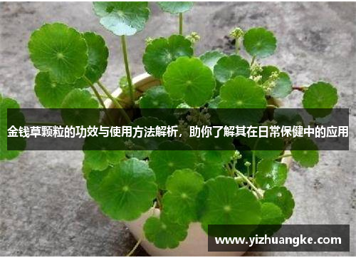 金钱草颗粒的功效与使用方法解析，助你了解其在日常保健中的应用