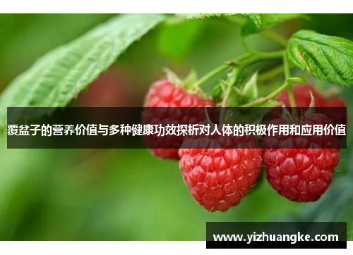 覆盆子的营养价值与多种健康功效探析对人体的积极作用和应用价值